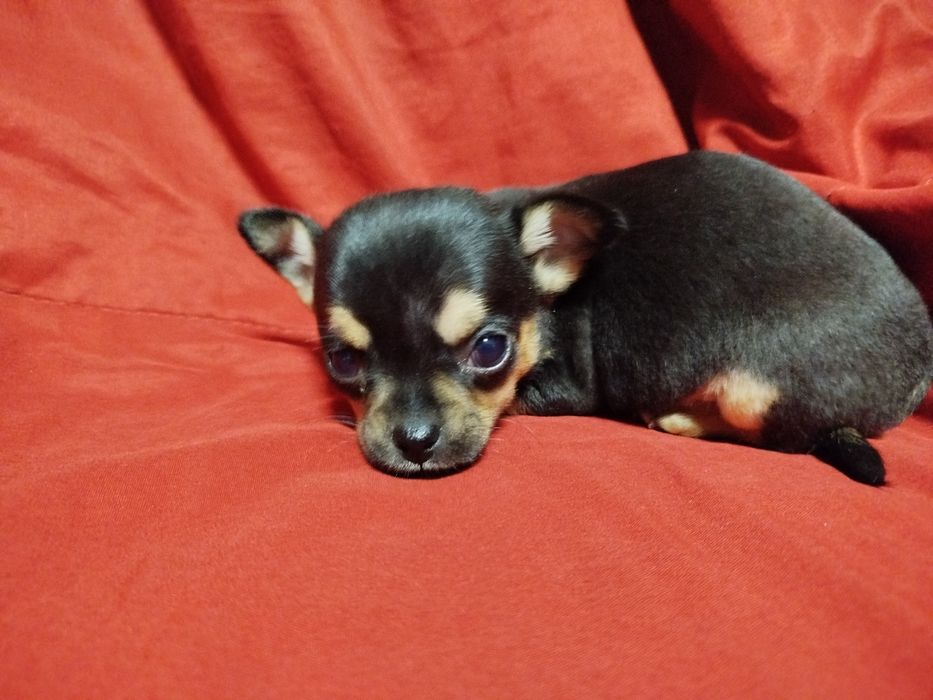 Chihuahua de pelo curto