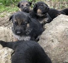 Вівчарки хлопці та дівчата