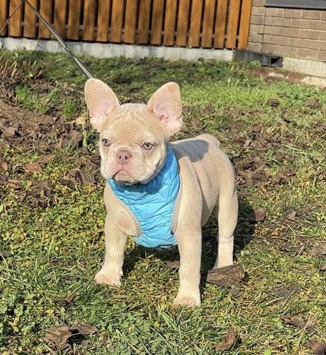 Красотка изабелла мерле