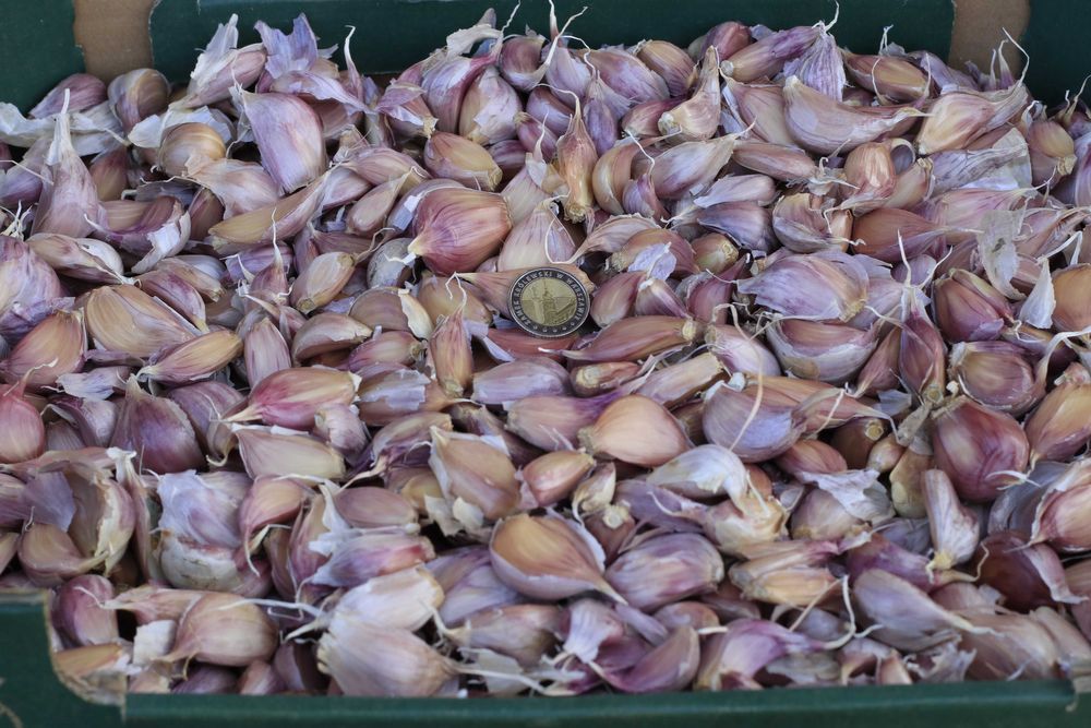 Czosnek ząbkowany Harnaś 5zł/1kg