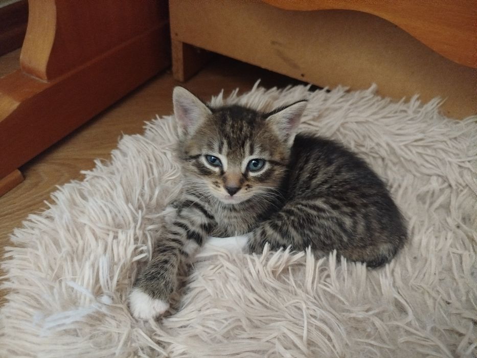 Kotek i kotka za darmo w dobre ręce