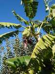 Bananeiras Bananas Fruto (3 = 40,00 EUROS)