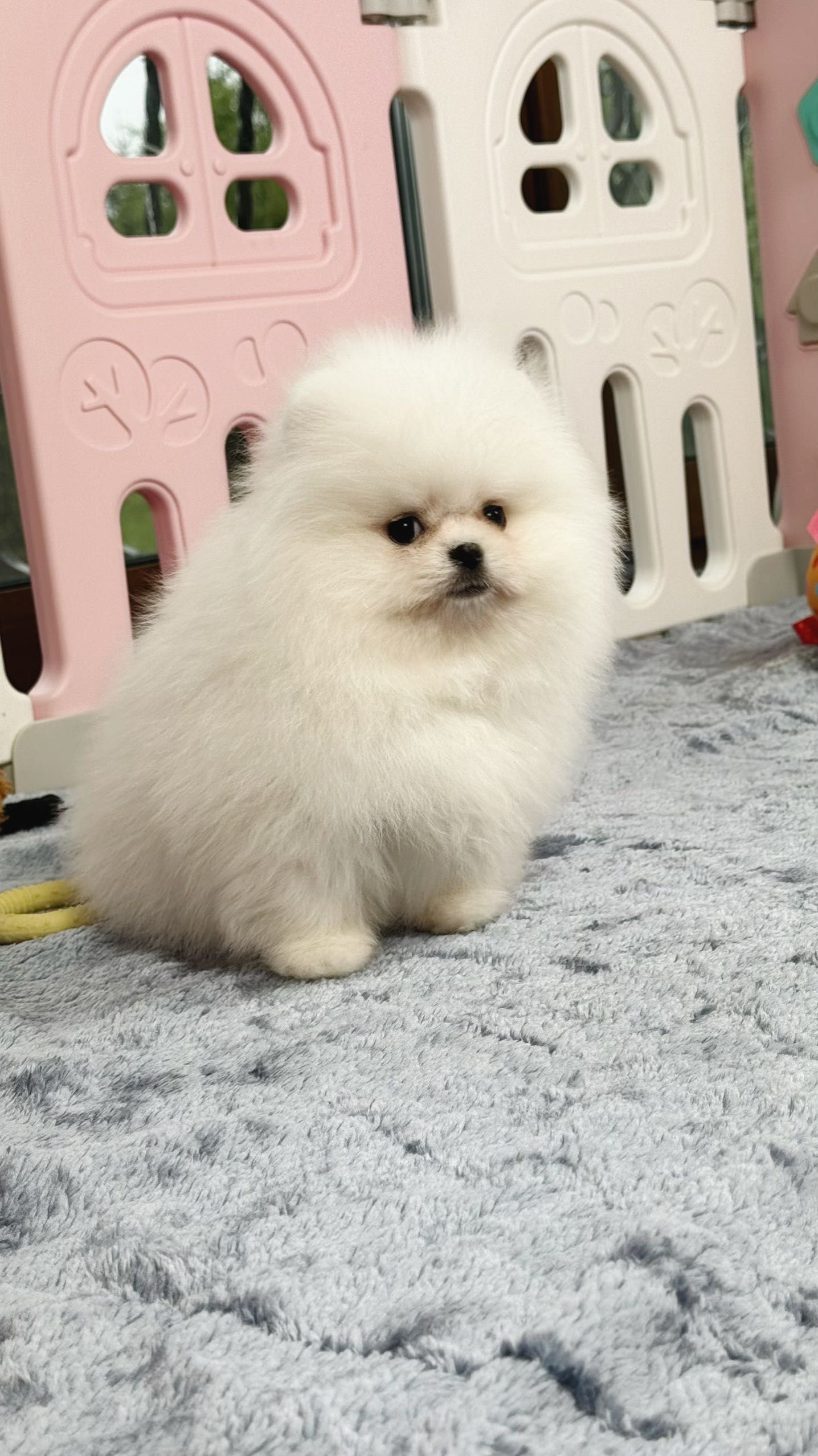 Pomeranian FCI Szpic miniaturowy Chłopak