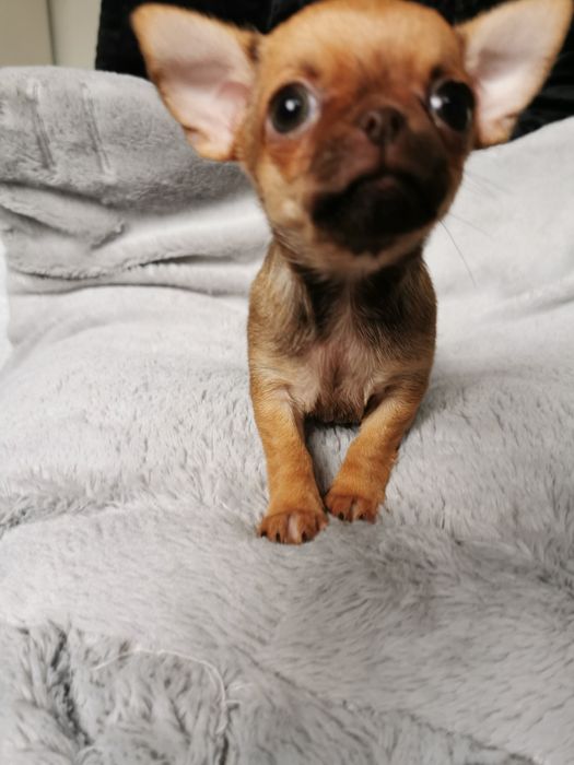 GOTOWA DO ODBIORU Lalunia Malunia dziewczynka chihuahua CUDO