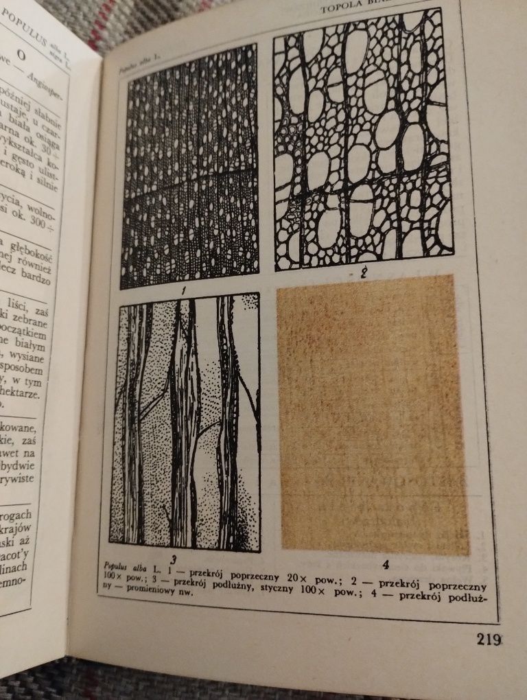 Encyklopedia techniczna drzewa użytkowe