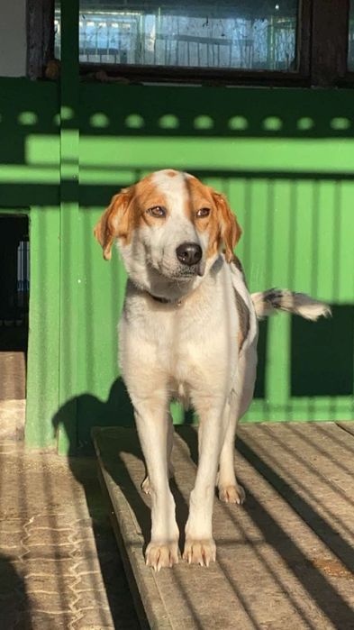 Wygłodzona Hafta zasługuje na lepsze życie