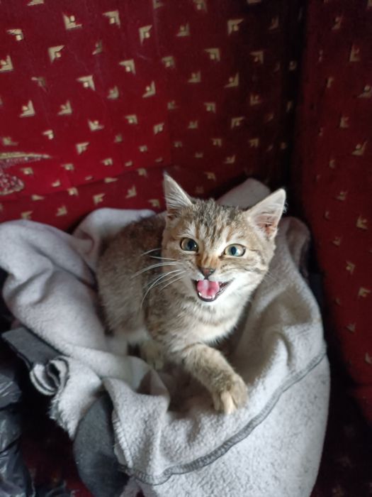 Кішка в добрі рученята