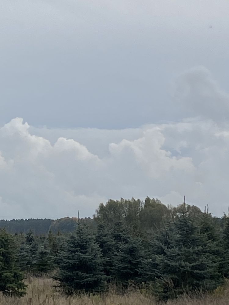 Choinki świerk srebrny i jodła kaukaska