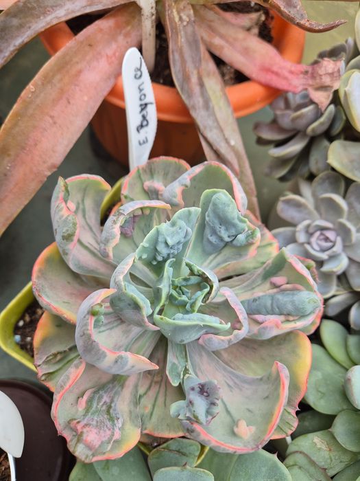Echeveria Beyoncé