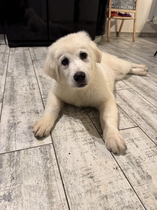 Owczarek podhalański ostatni piesek