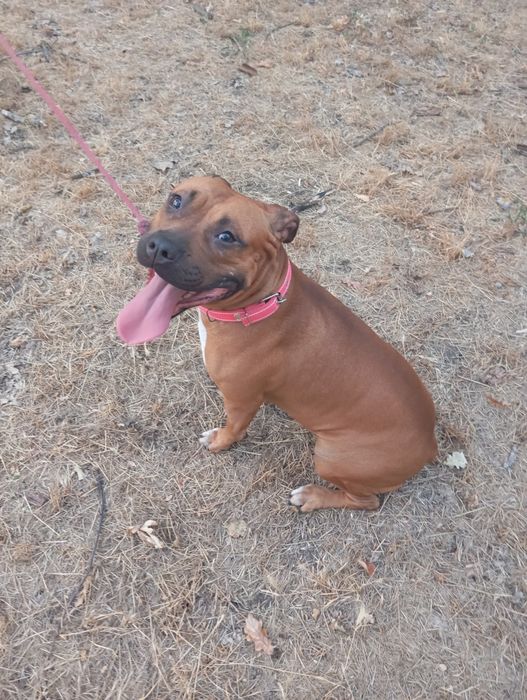 Щенок питбултерера девочка каричневая с белым