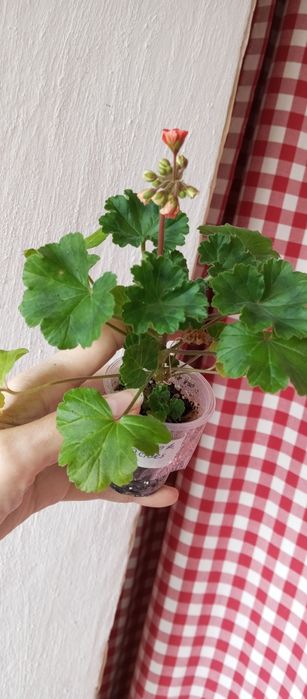 Великі живці сортових пеларгоній