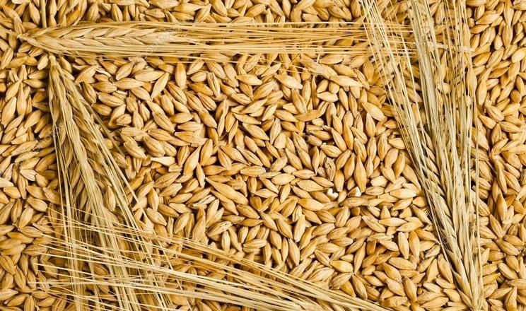 Продаи ячмінь та пшеницю 2025