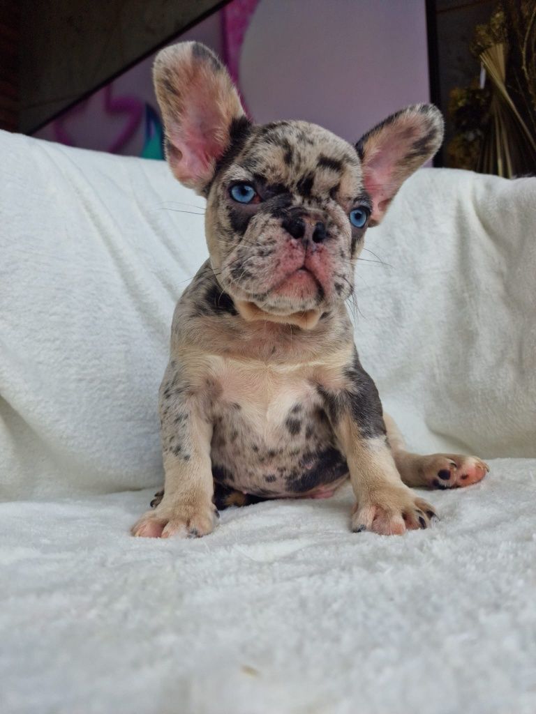 Buldog Francuski- Piesek  Blue Merle Tan