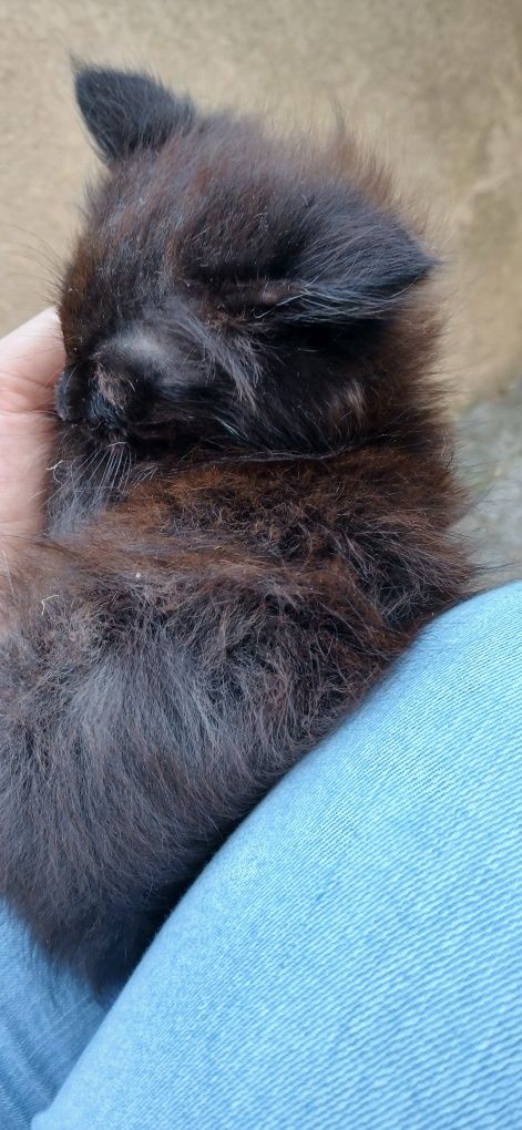 URGENTE: Gatinha bebés procuram lar