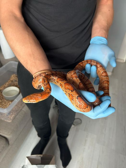 Węże zbożowe różne odmiany