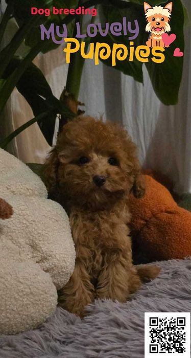 Maltipoo śliczny uroczy chłopiec