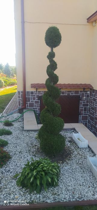 Sprzedam tuje formowaną w spiralę