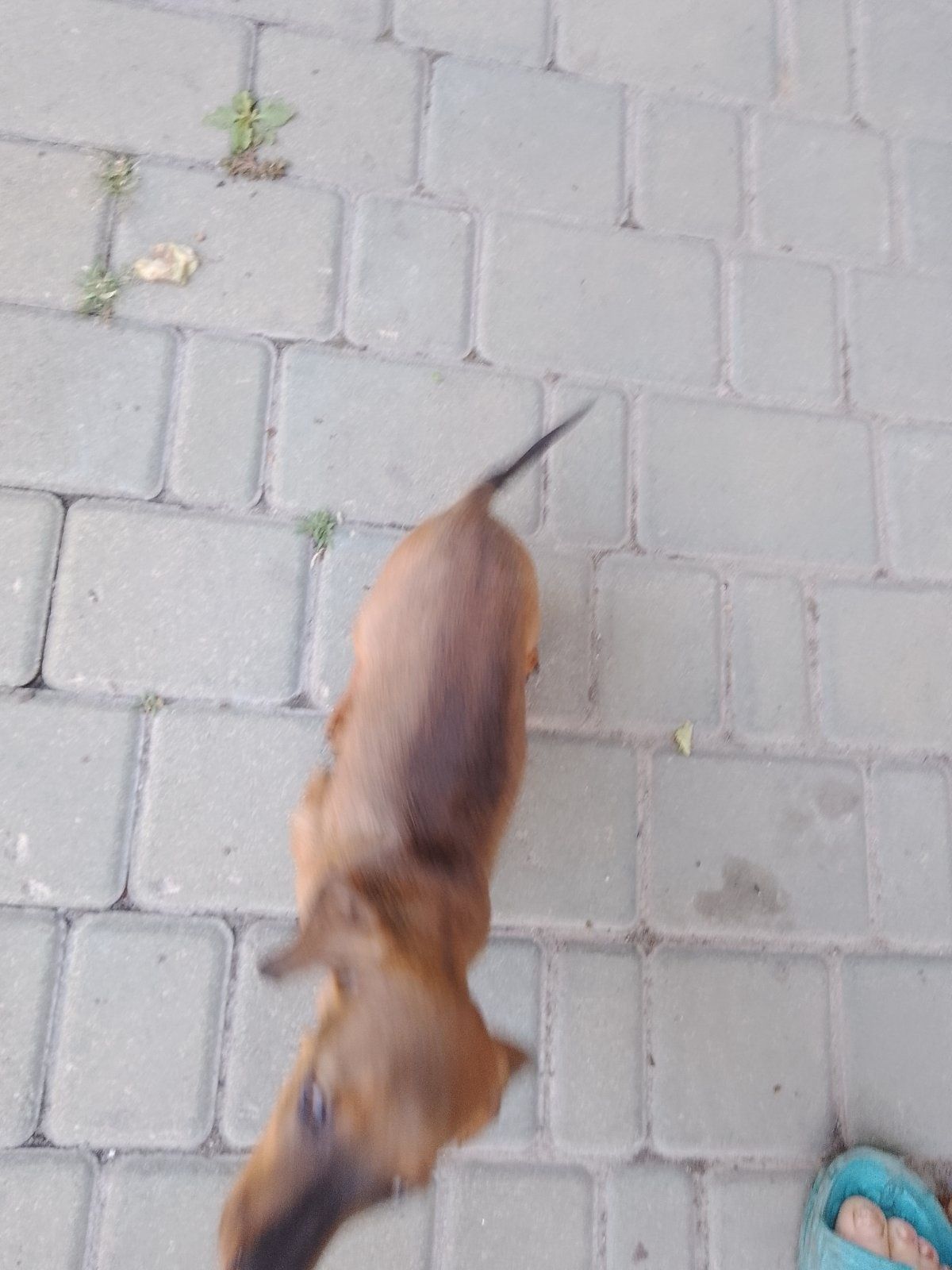 Цуценята такси 3 міс.