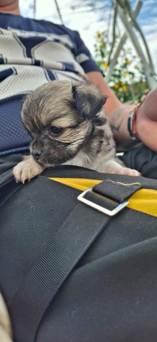 Chihuahua Sobolowa suczka