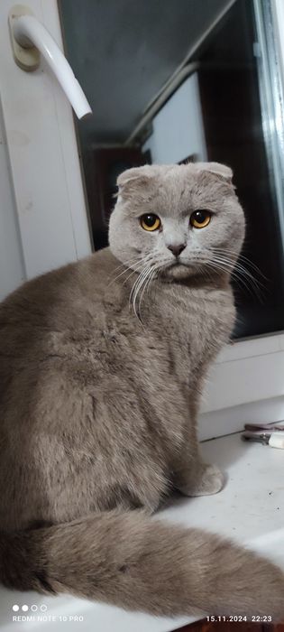 Шотландец приглашает на вязку