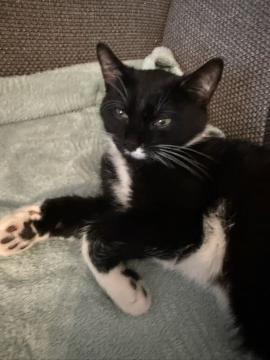 Młody kotek, kocurek szuka dobrego domu