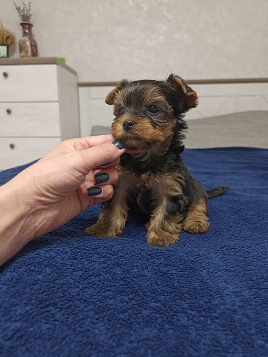 Йоркширські тер'єри родовід КСУ