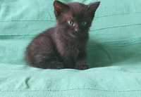 Кошеня чорне (хлопчик)