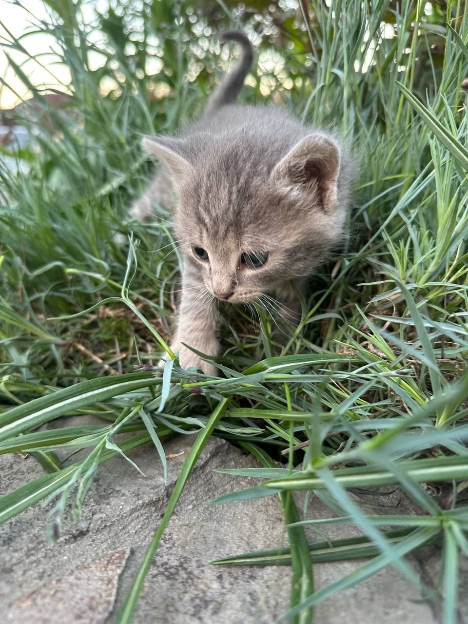 Киця, кошеня, кіт, котик