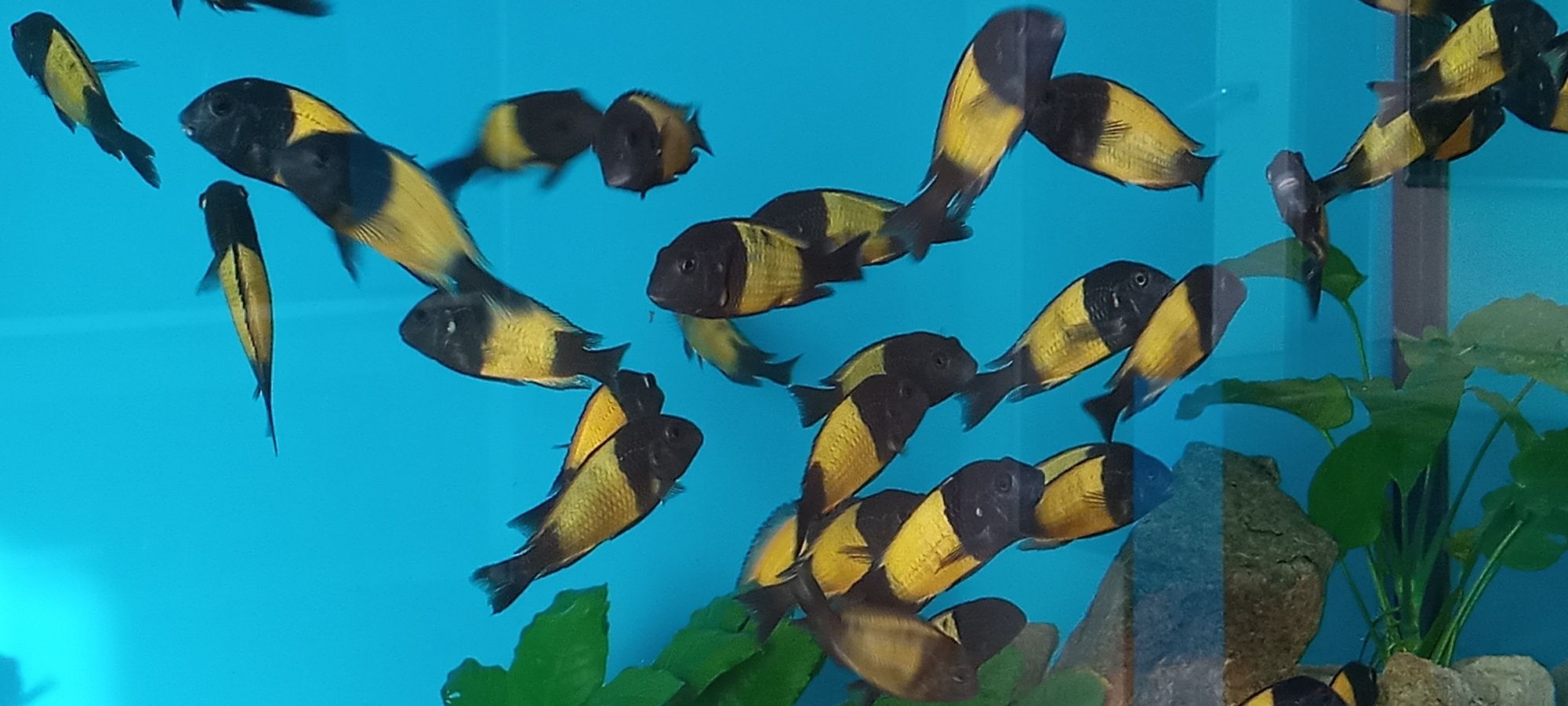 Tropheus Ikola ,młode