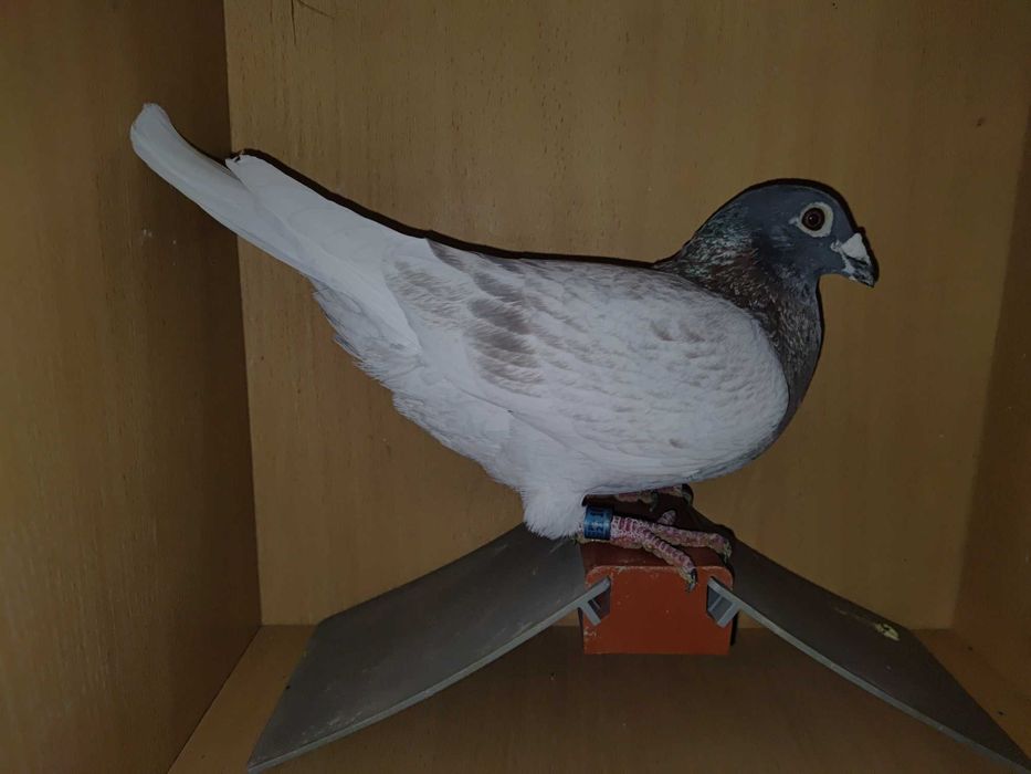 Gołębie pocztowe, andaluzy