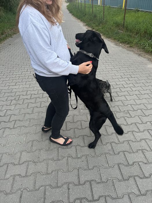 Piesek Batman szuka swojego człowiek