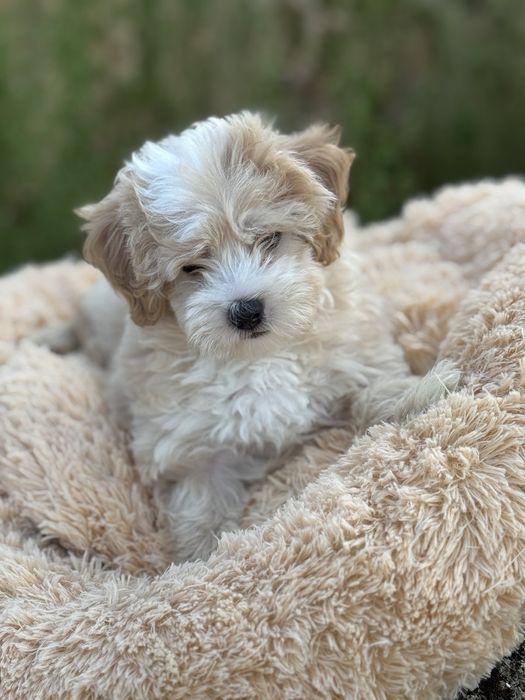 Самый прекрасный Мальтипу мини