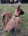 Owczarek Belgijski Malinois ZKwP FCI "THOR"
