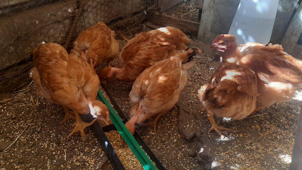 Lote de pintos criados em casa