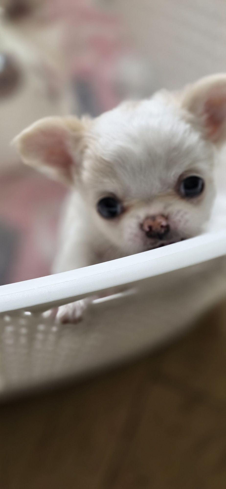Sprzedam pieska chihuahua ZKwP FCI