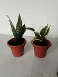 Flores / suculentas / plantas