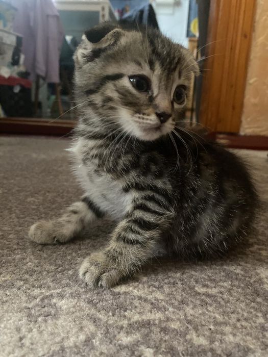 Віддамо в добрі руки кошенят...