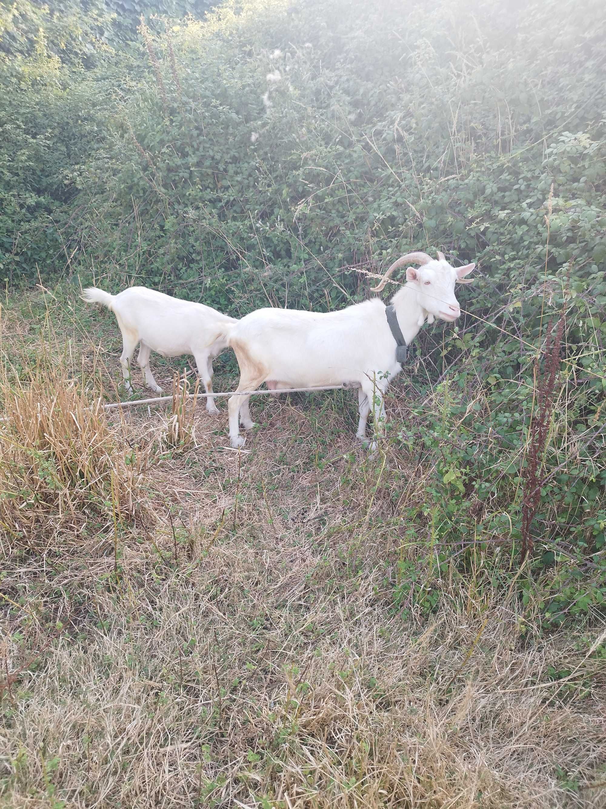 2 cabras mãe e filha