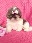 GOTOWA DO ODBIORU śliczna suczka rasy Shih-Tzu szuka domku