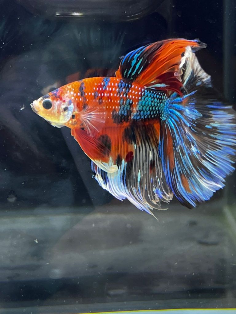 Bojownik Koi MASSON