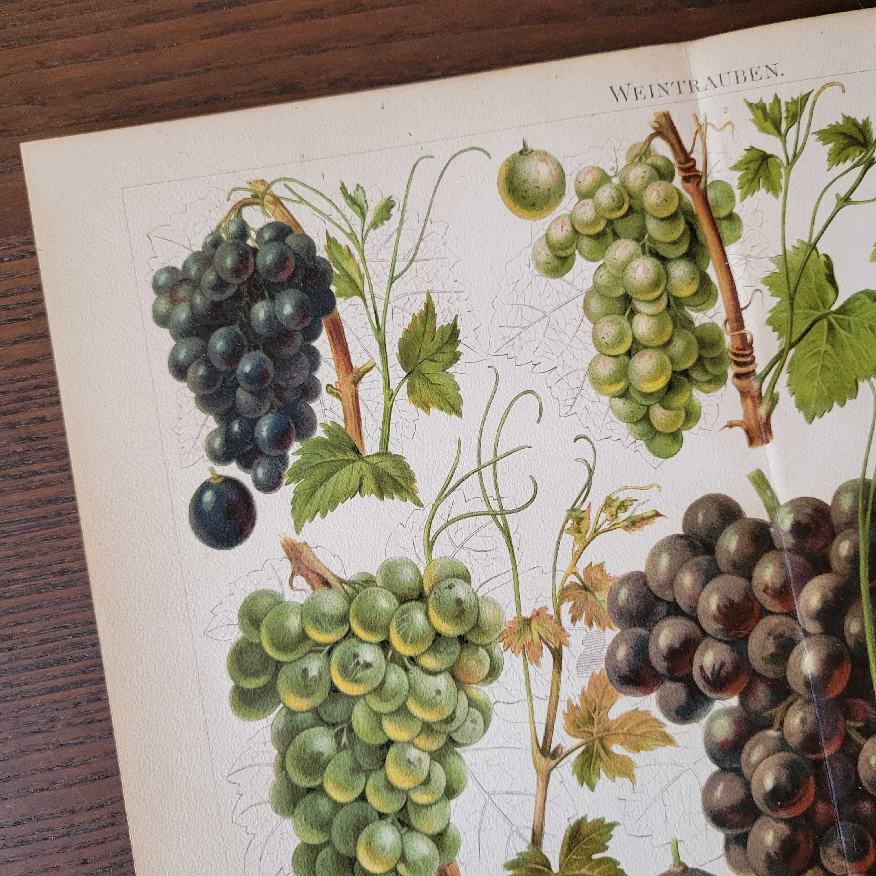 Виноград Старинная литография 1895 Германия Meyers