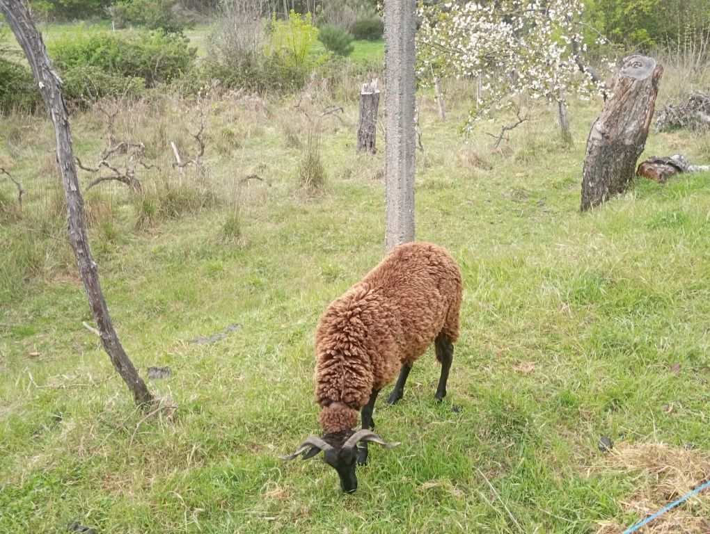Ovelha ano e meio pronta a levar a carneiro
