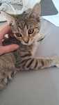 WYBLINKA - 4 miesięczna mała bura koteczka do adopcji