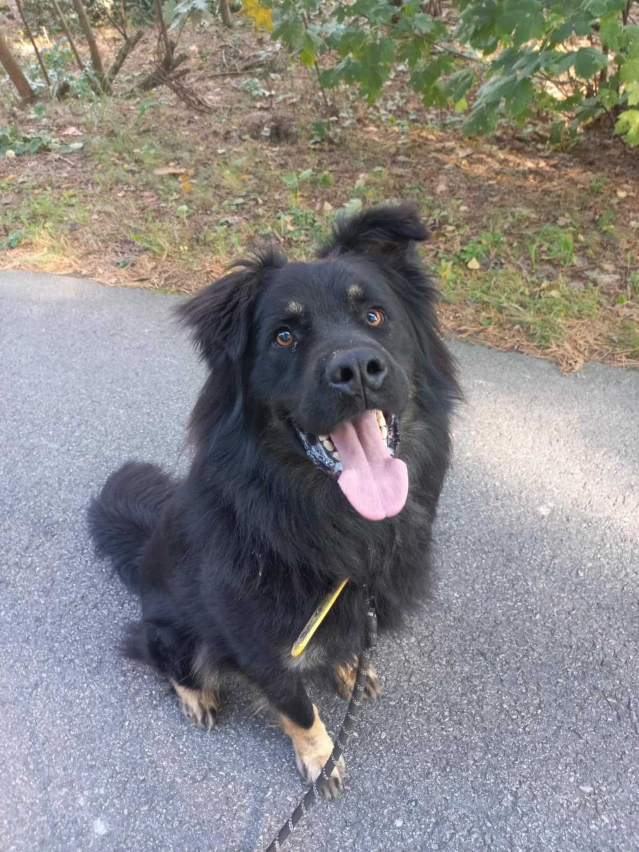 Duży długowłosy owczarek do adopcji, przyjazny do ludzi 3letni