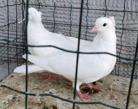 Продам пару бойных голубей