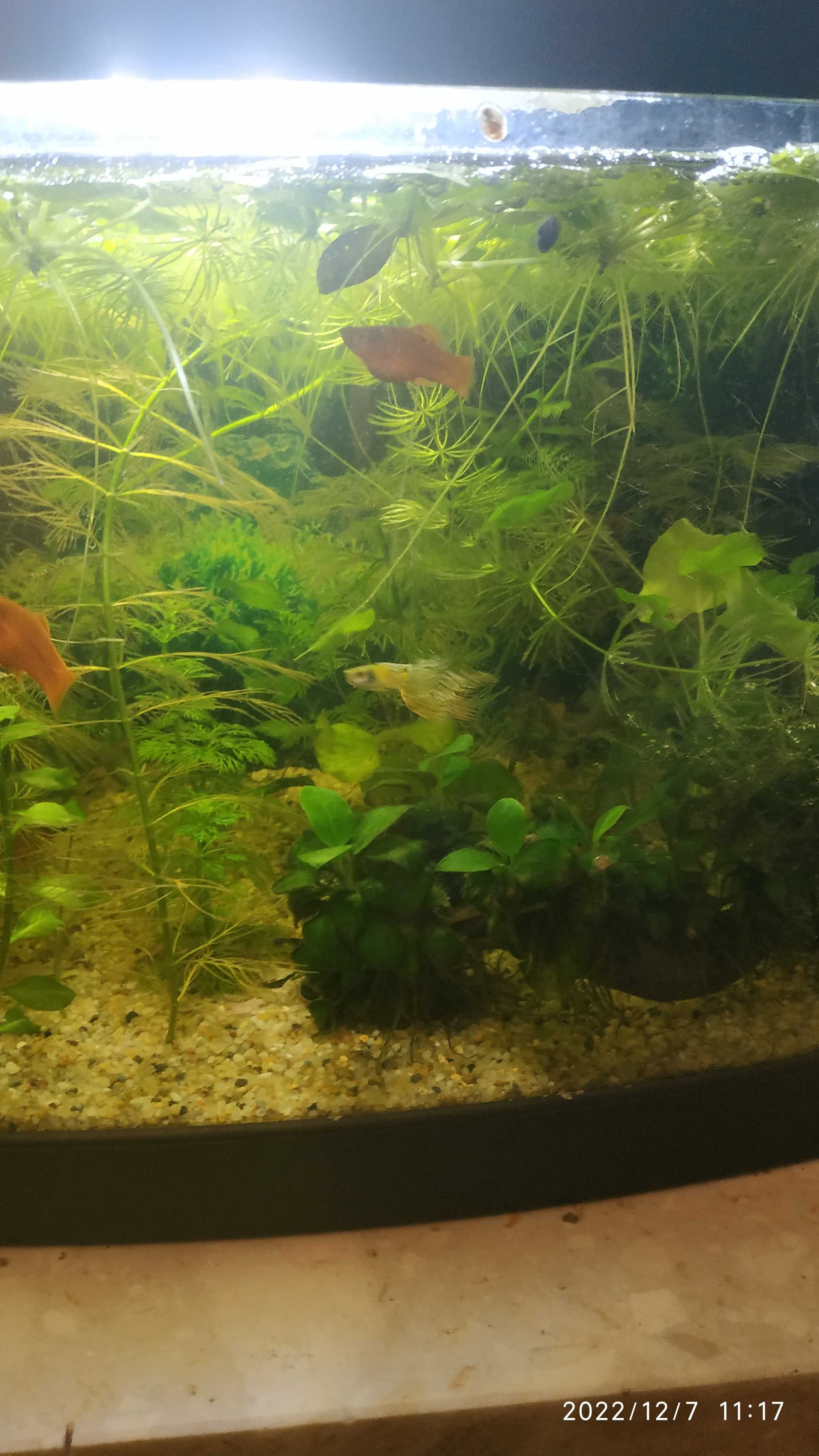 Sprzedam akwarium 120l z szafką i akcesoriami
