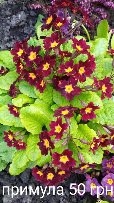 Примула садова, примула. Набір примули.