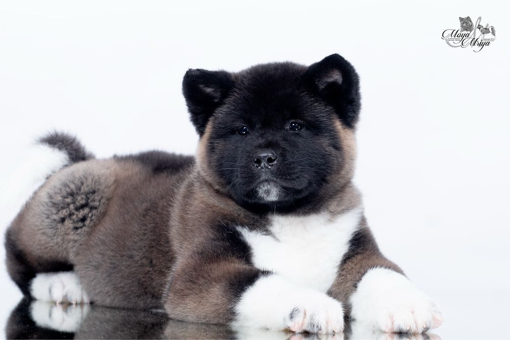 Американскька акіта/ американская акита / american akita