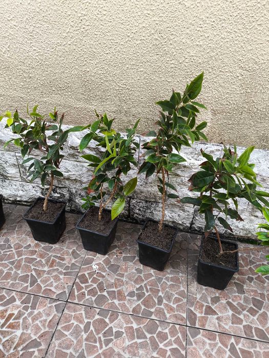 Jabuticaba escarlate com flor